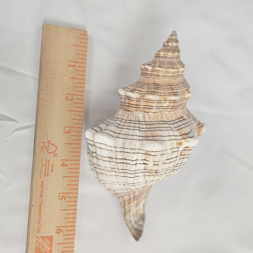 Triton Trumpet Charonia Tritonis Conch Sea Shell 6.5x4